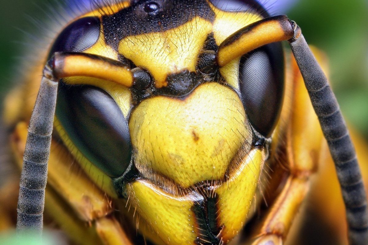 Шершень макрообъектив