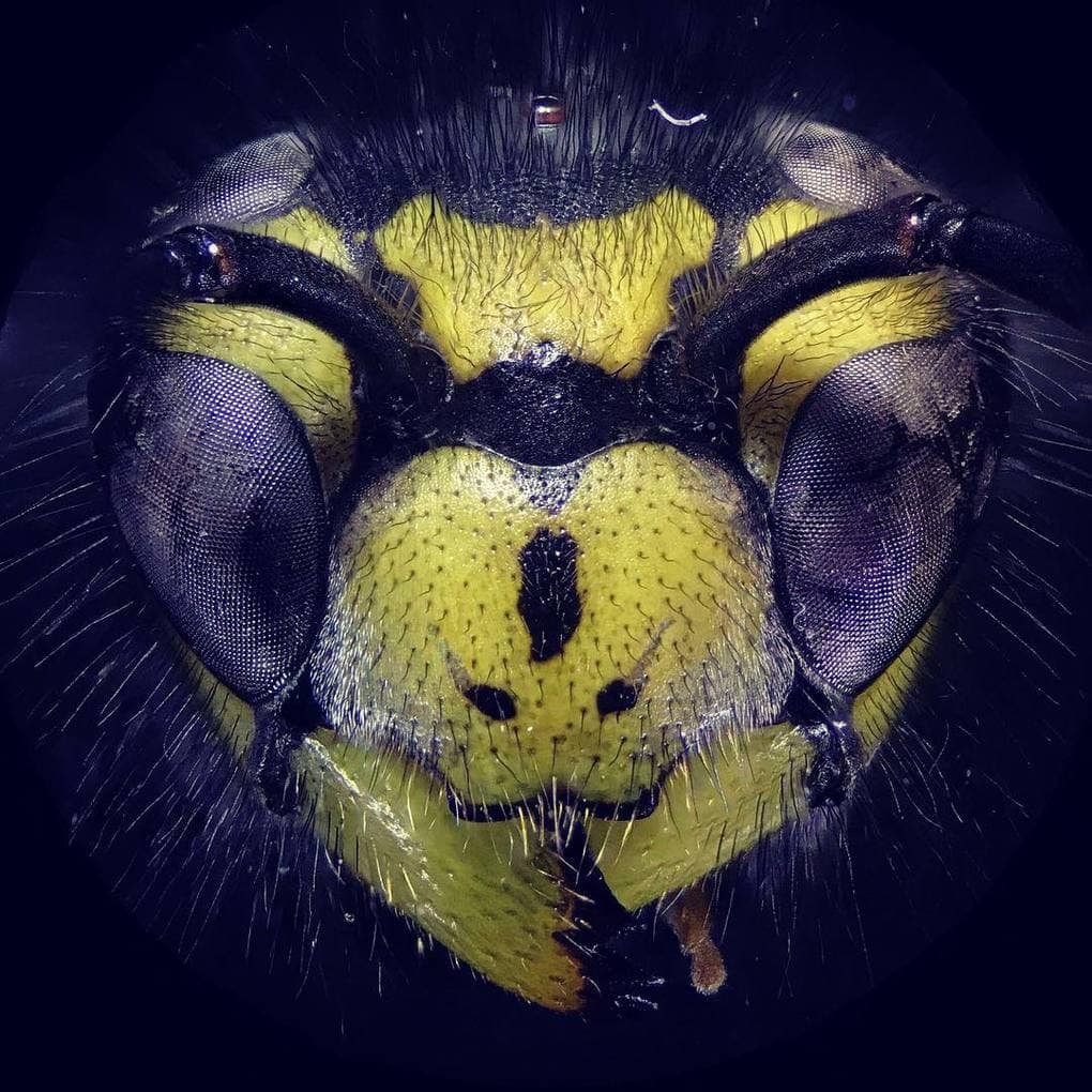 Голова осы под микроскопом