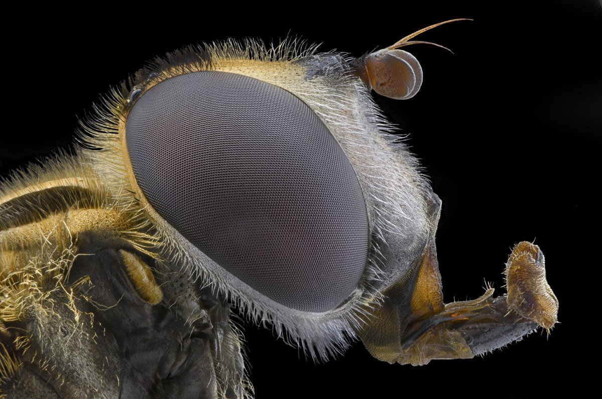 Пчела микроскоп