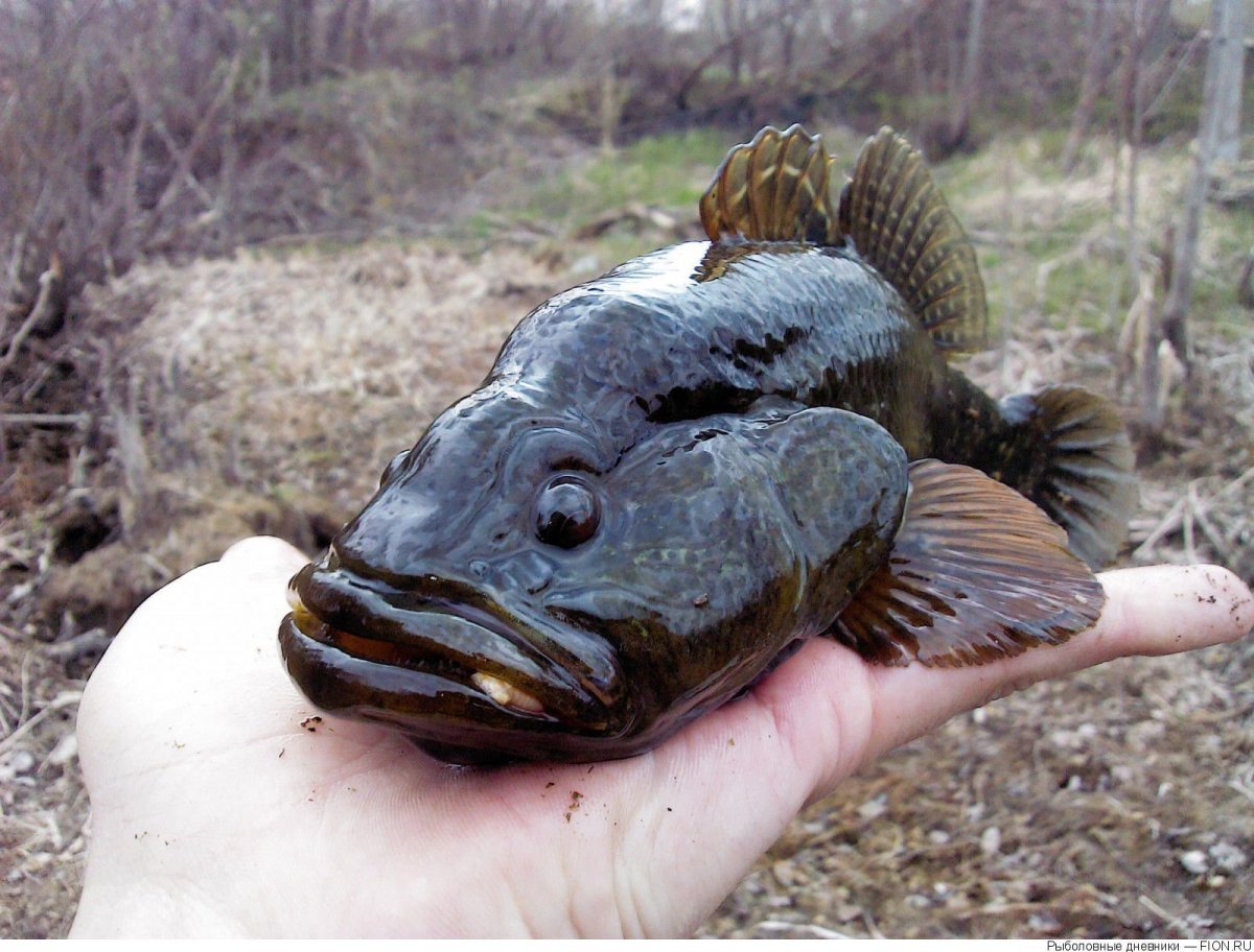 Рыба морской черт Баренцева моря