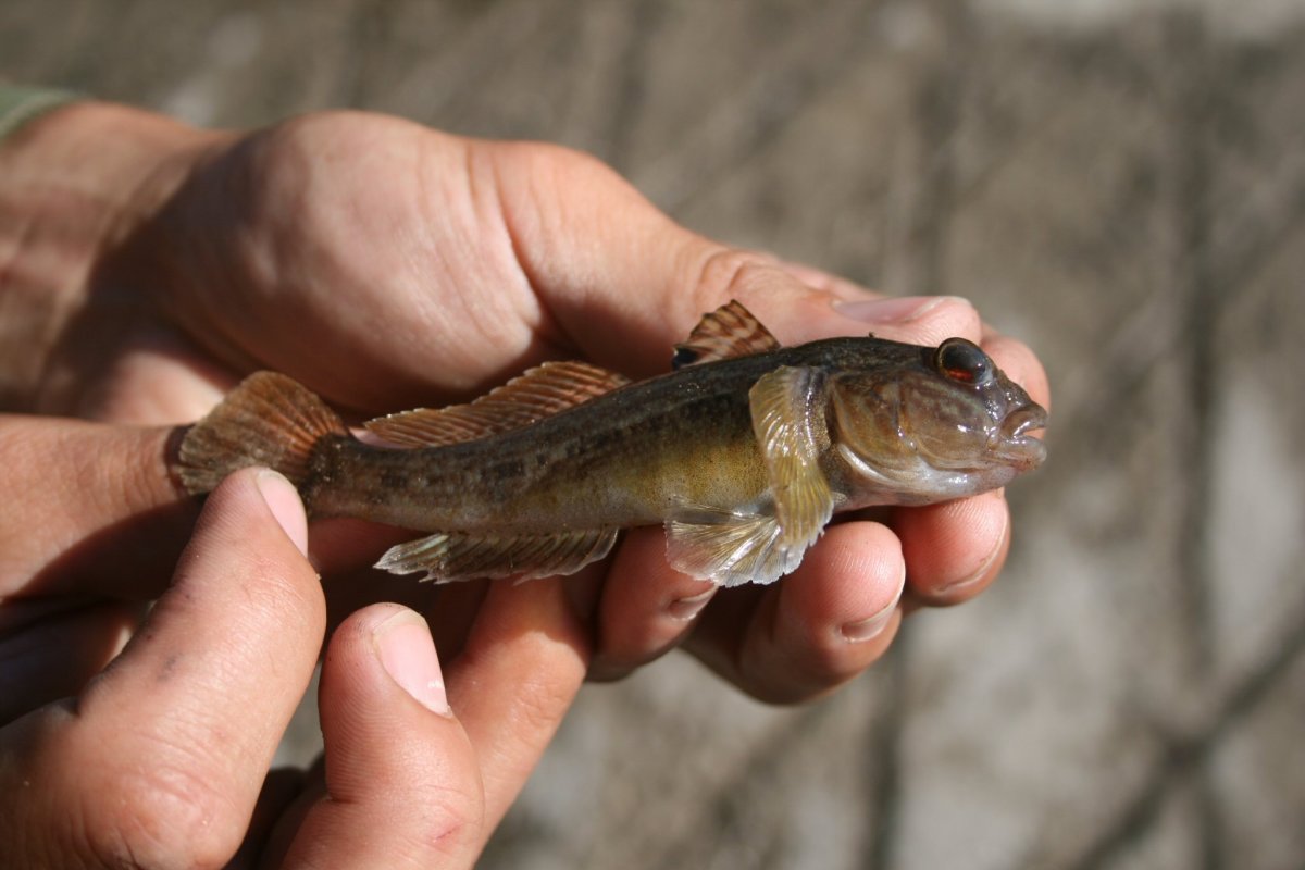 Ревяк рыба белое море