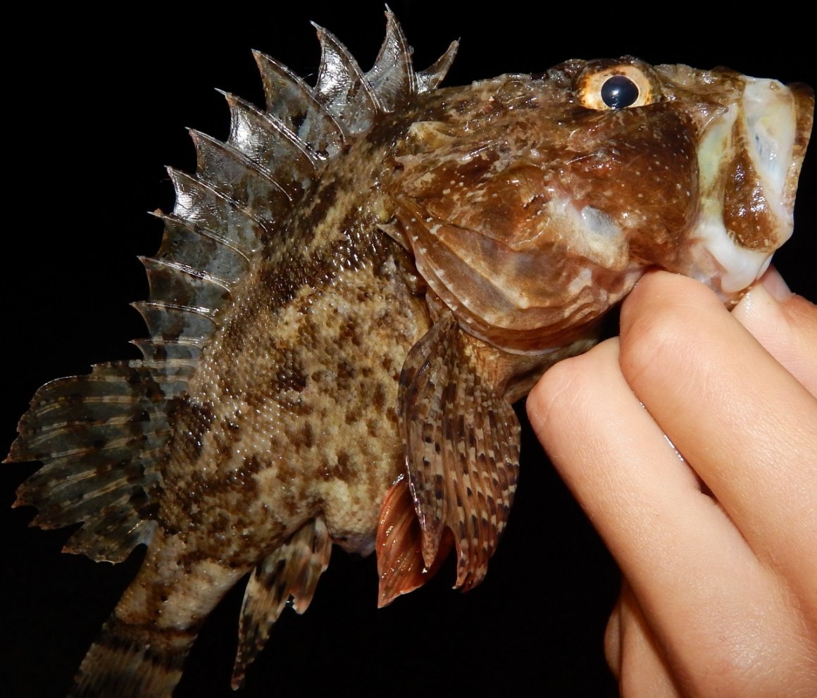 Бычок Бубырь рыба