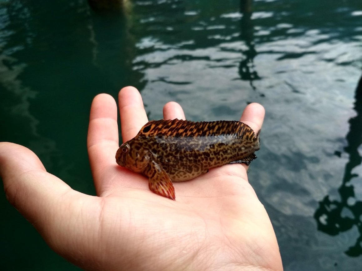 Подводный мир черного моря