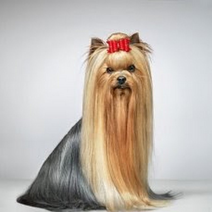 Австралийский шелковистый терьер