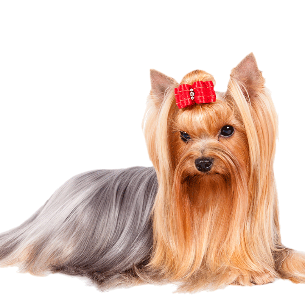 Йоркширский терьер длинношерстный