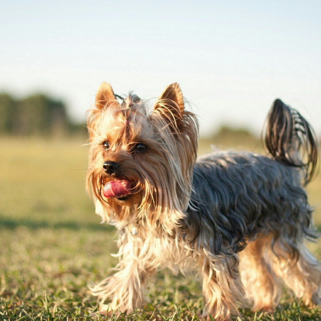 Мальтийская болонка мальтезе