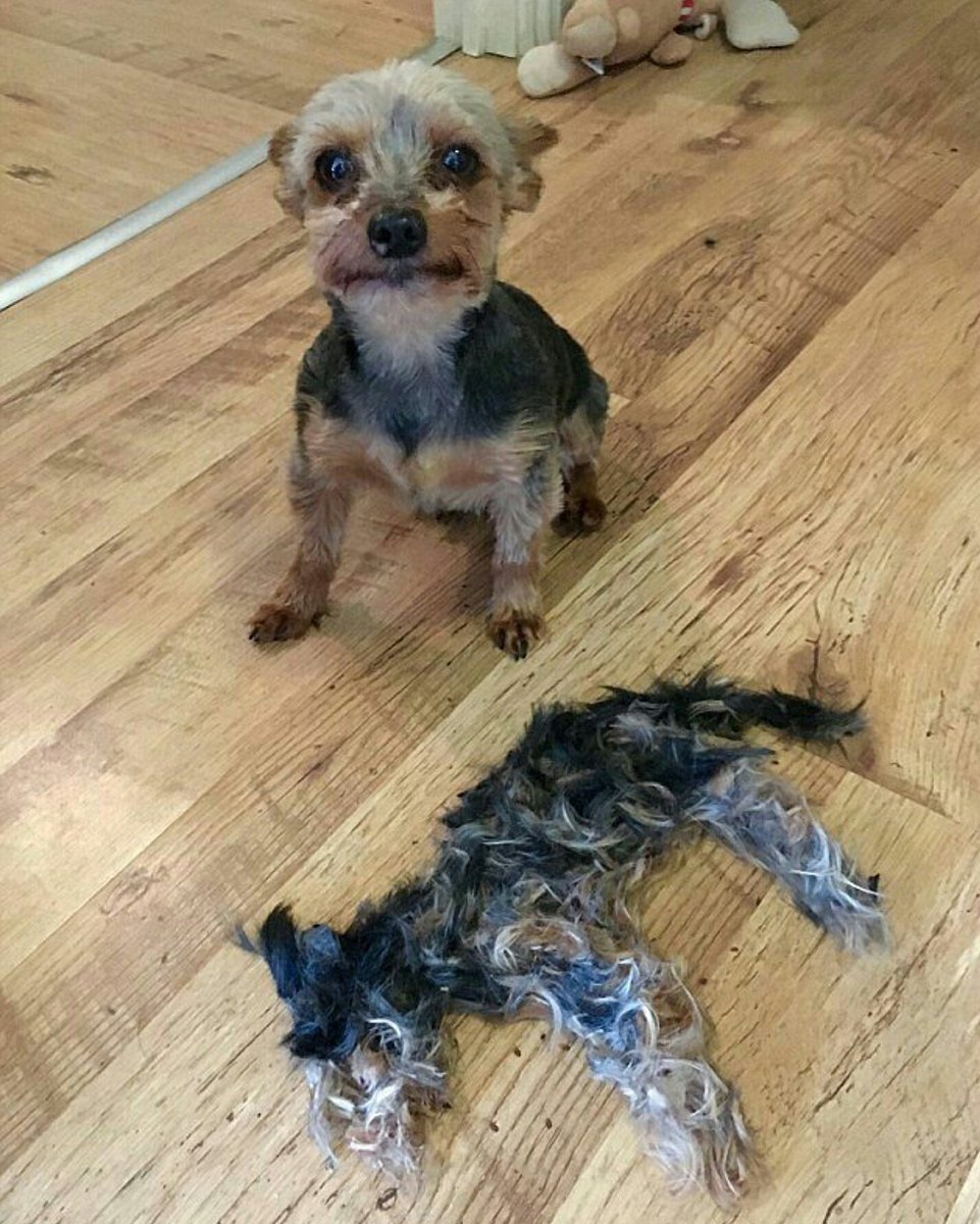 Ершовский терьер