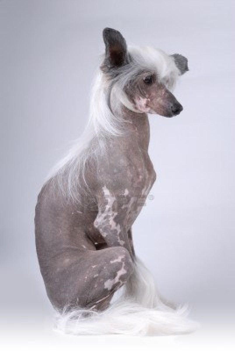 Королевский Йоркширский терьер