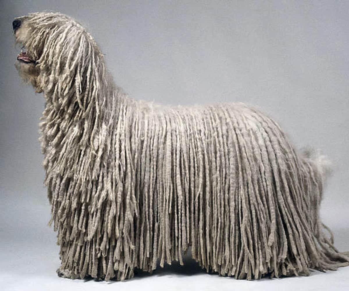 Шерсть овчарки текстура