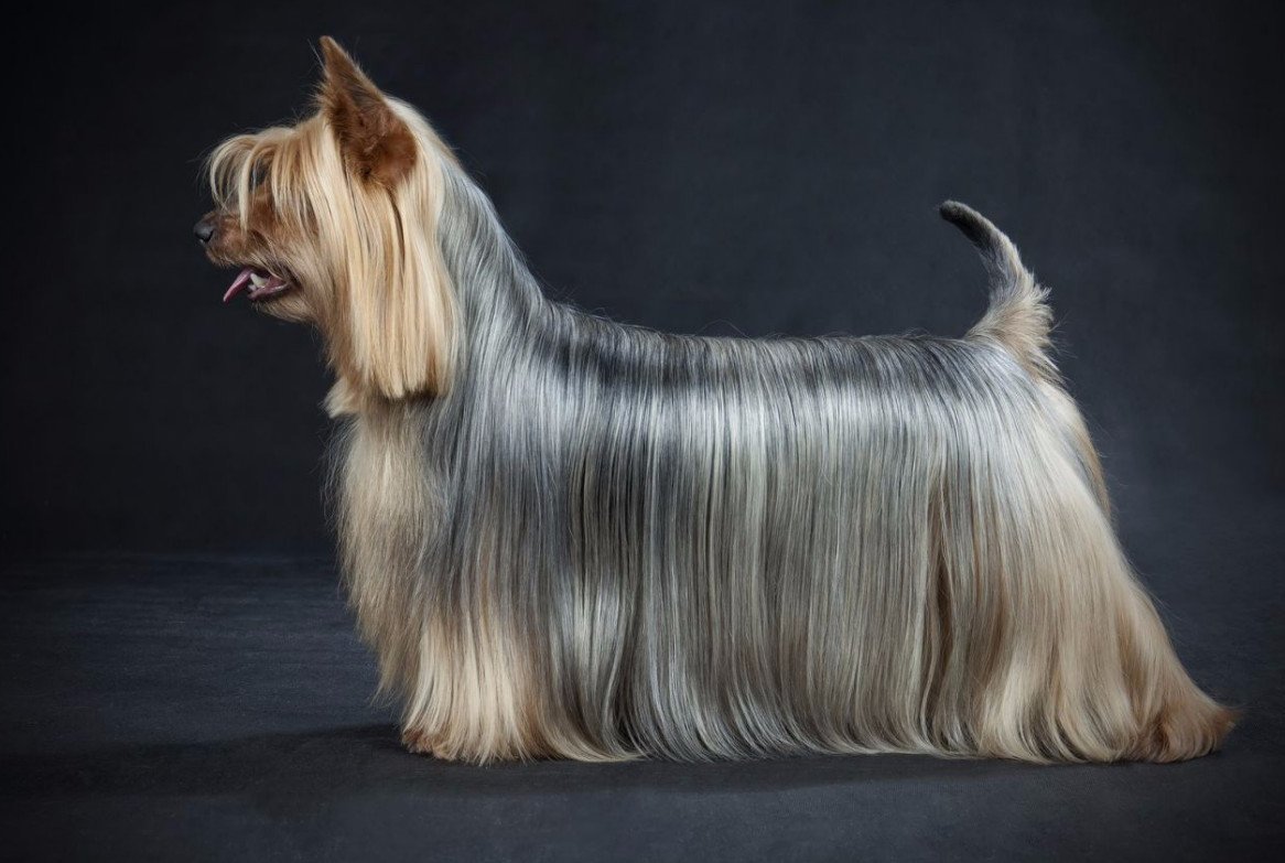 Мальтийская болонка