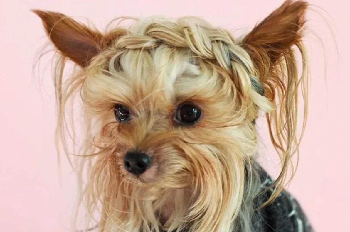 Красивые волосы шерсти животных