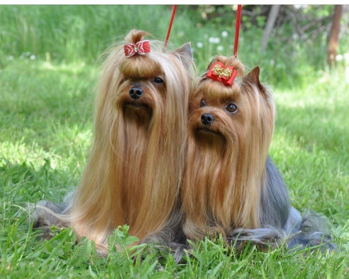 Йоркширский терьер гипоаллергенный