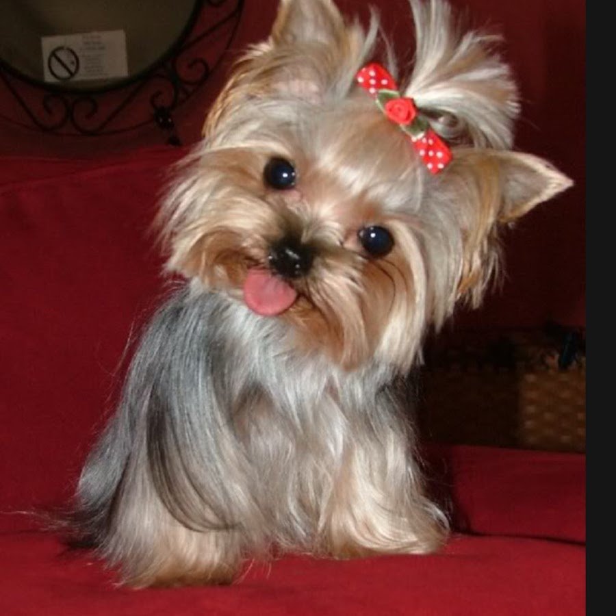 Юрский терьер