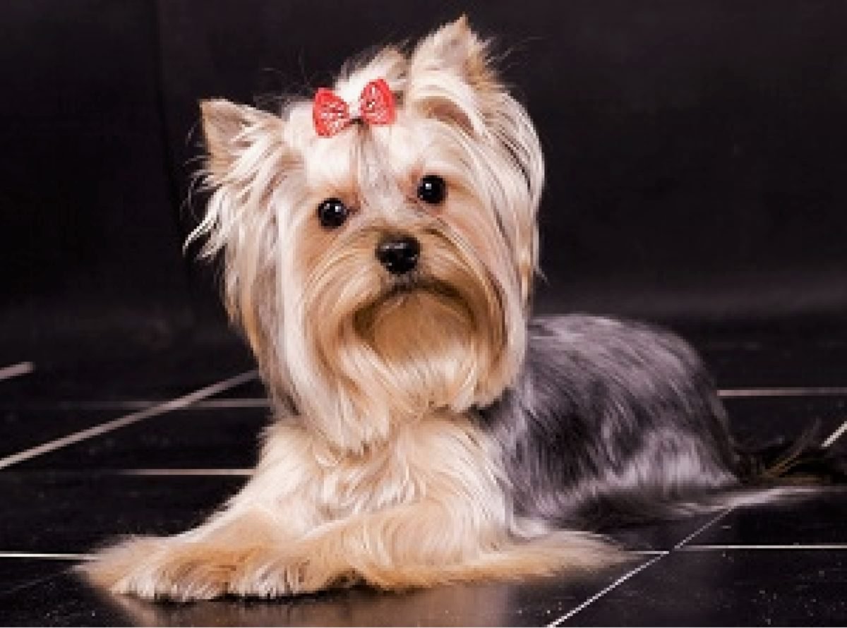 Йоркширский терьер