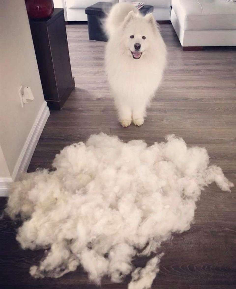 Венгерская овчарка Командор