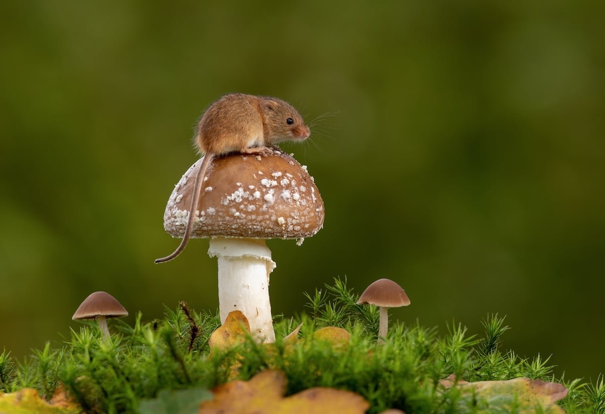 Орешниковая Соня