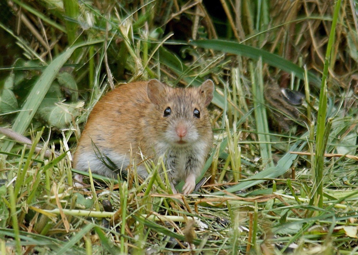 Европейская Полевая мышь