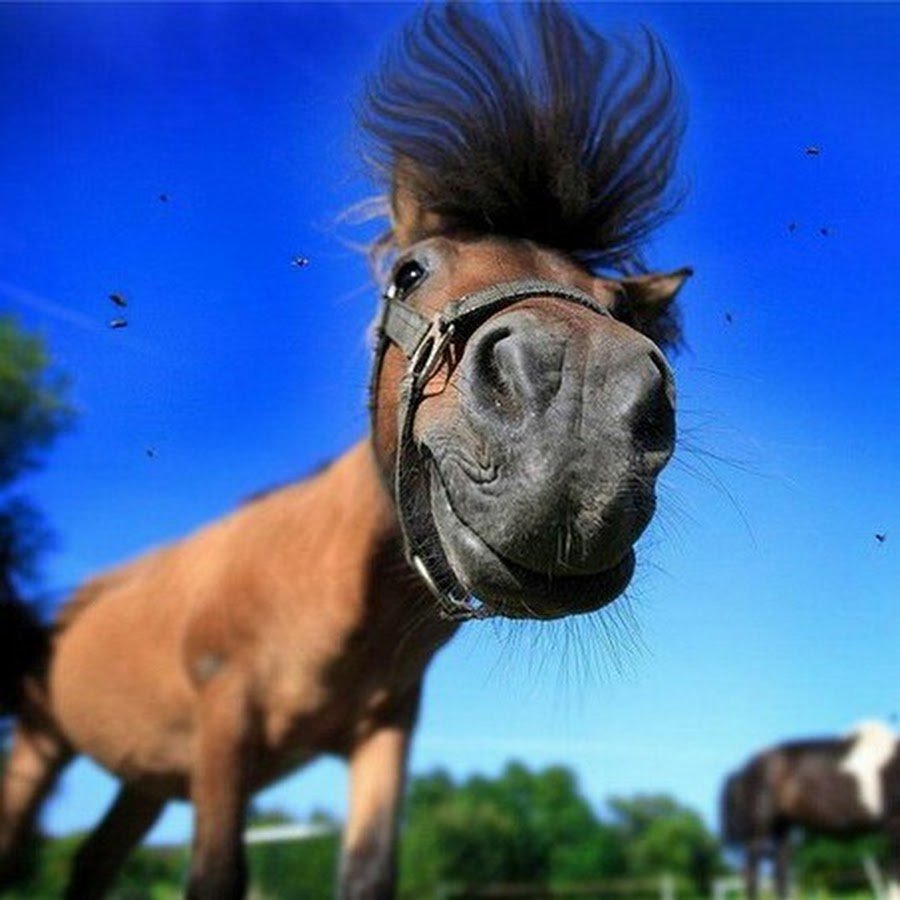 Смешные лошади