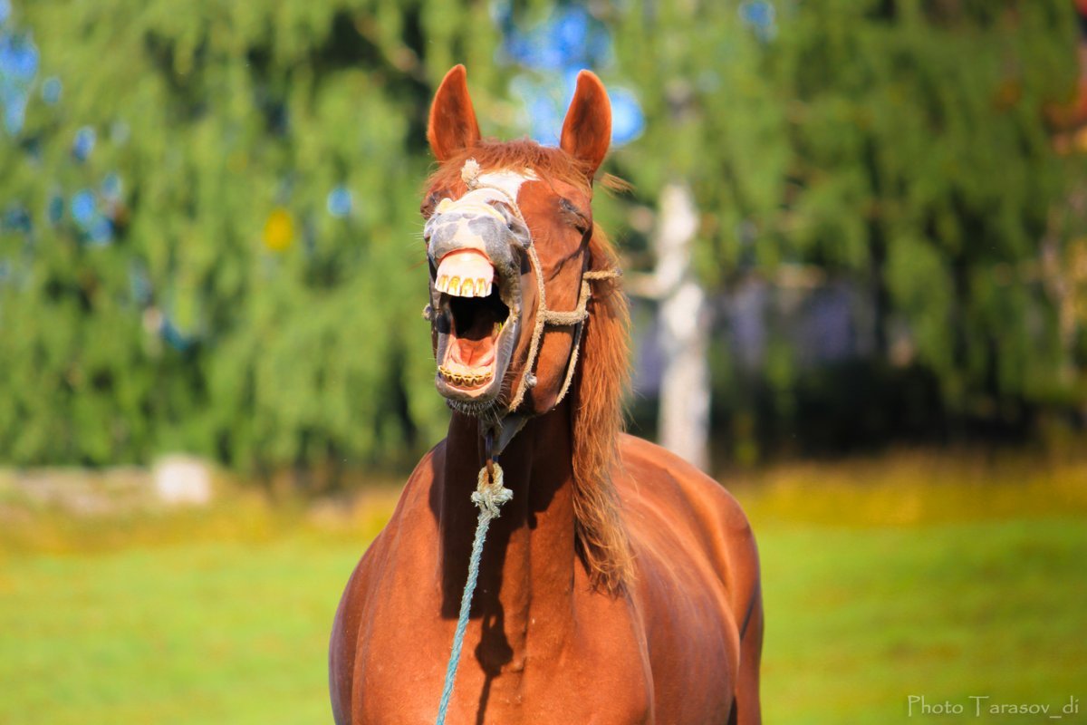 Смешные лошади