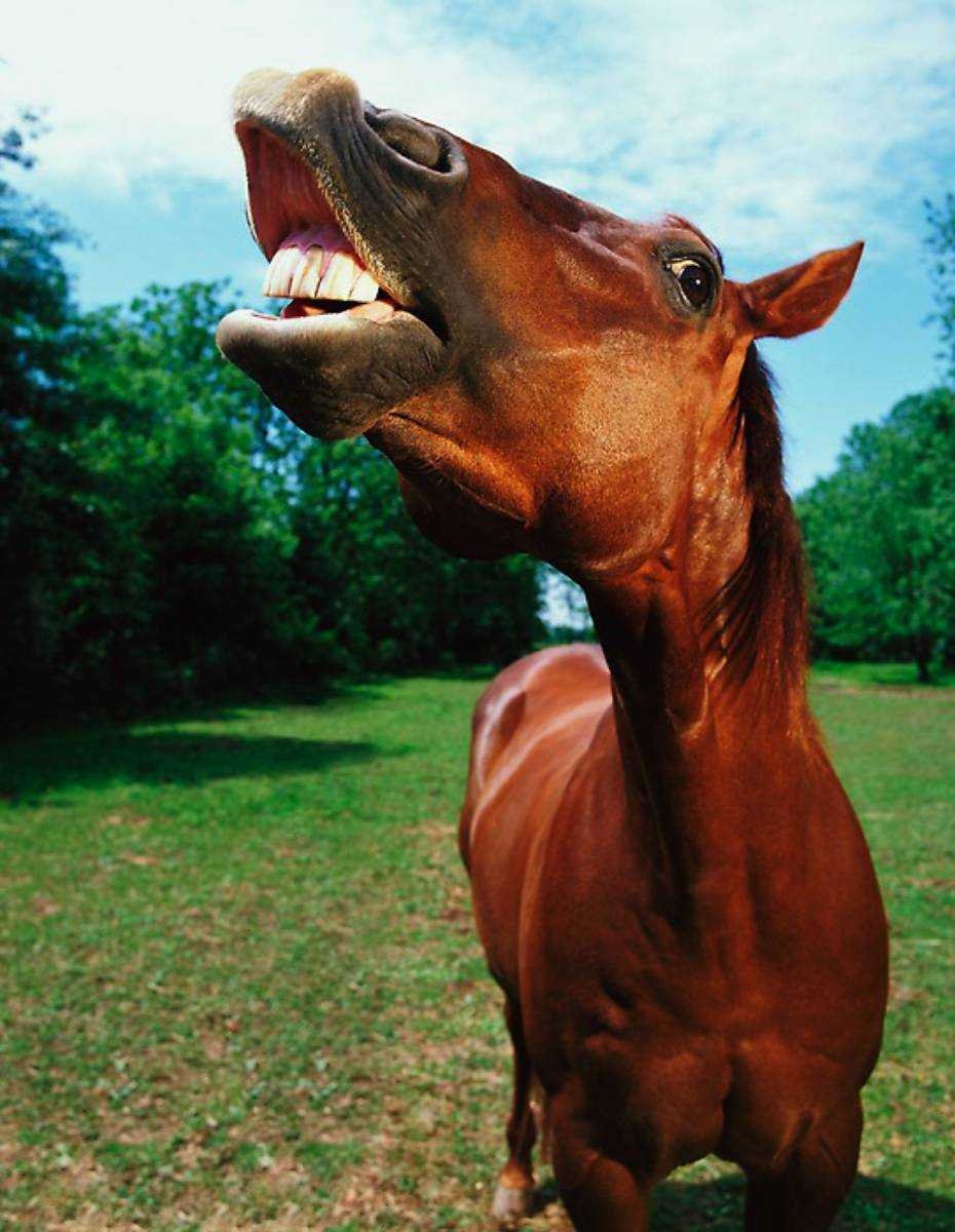 Перуанский Лысак