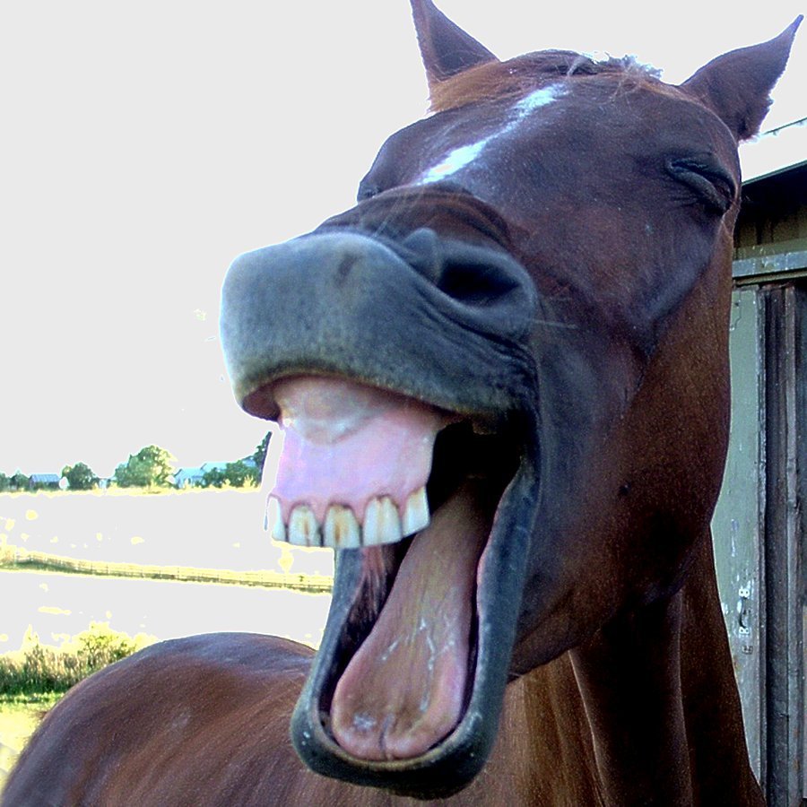 Лошадь с открытой пастью