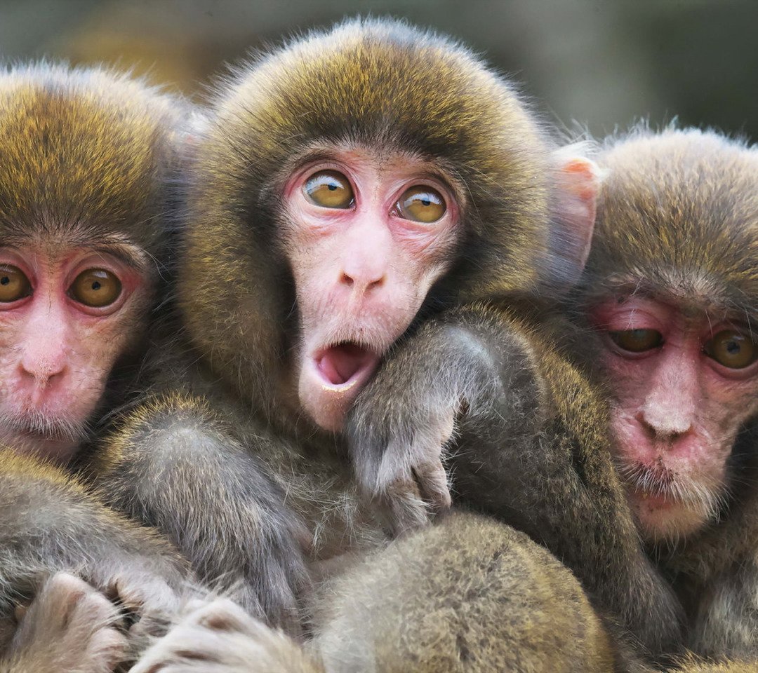 Тапанульский орангутанг