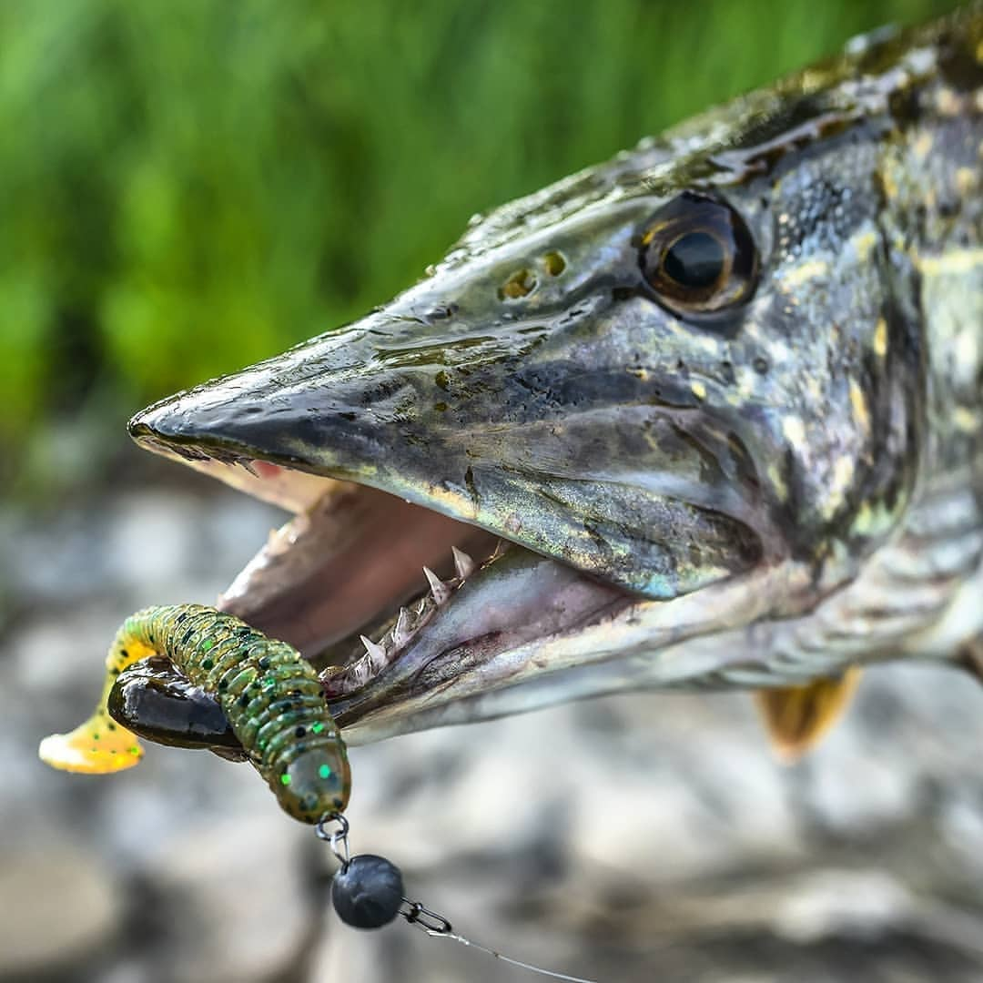 Панцирная щука