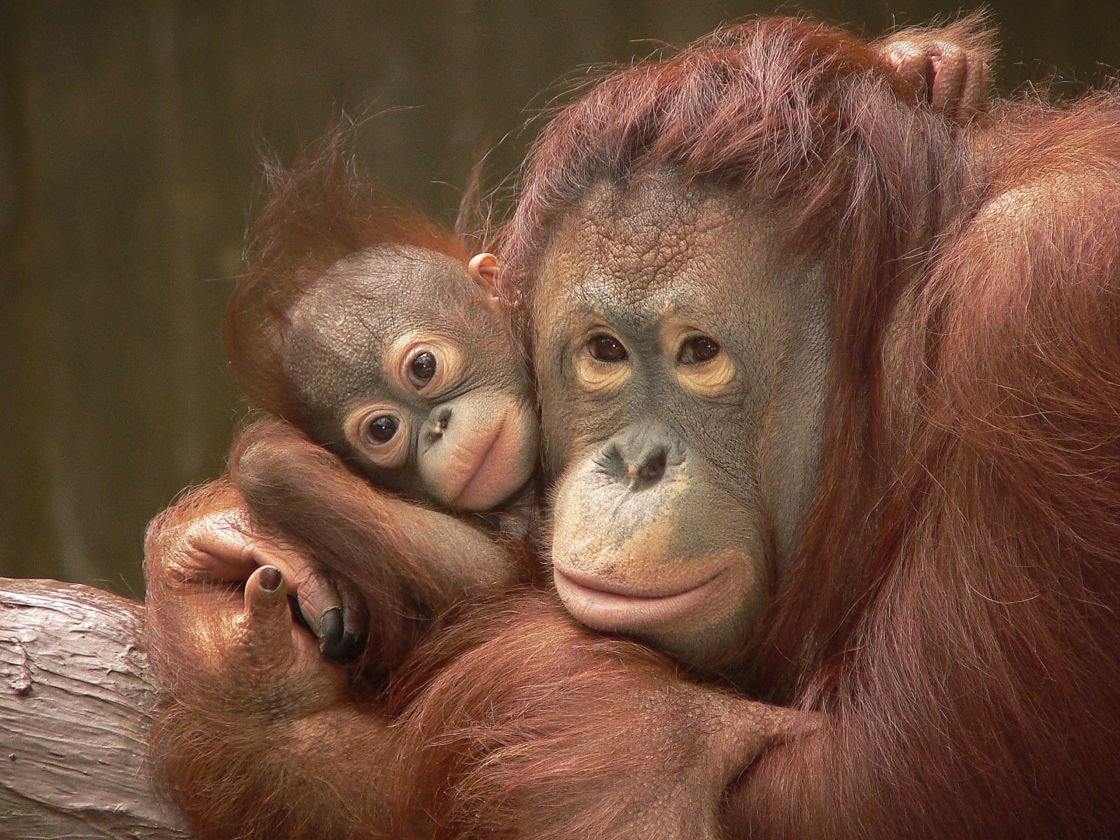 Семья макак