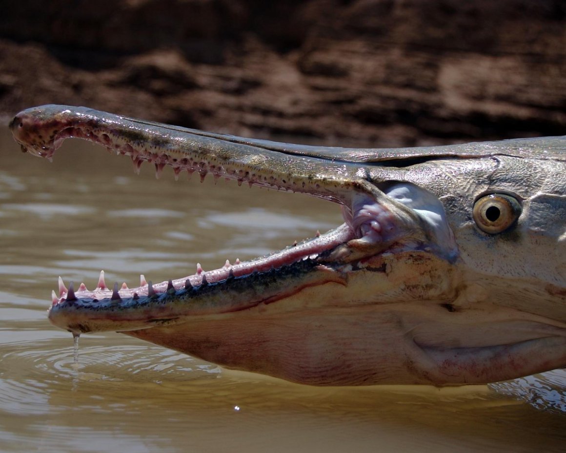 Рыба панцирник Аллигатор