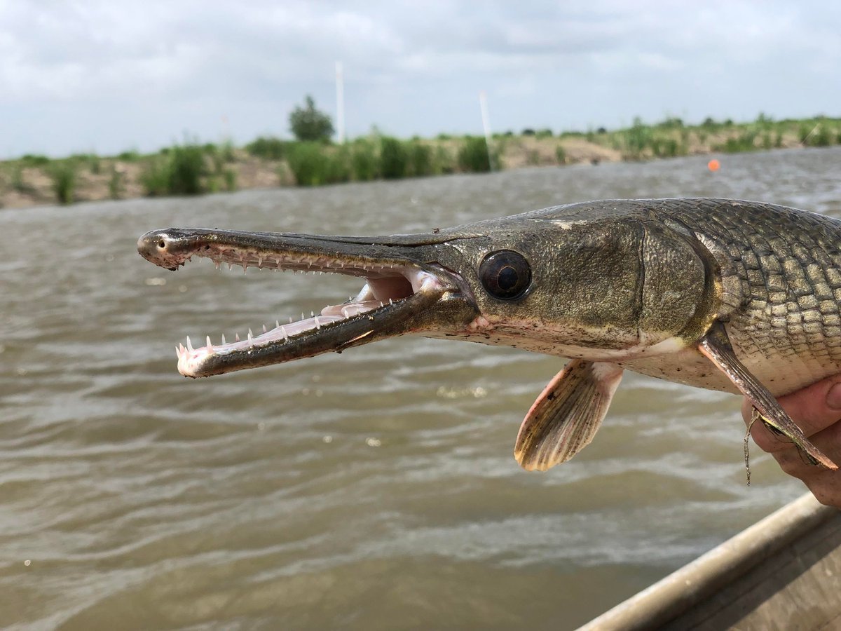 Панцирная щука (рыба-Аллигатор)