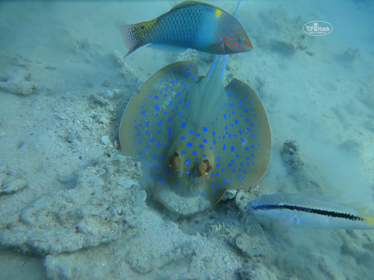 Fistularia commersonii рыба