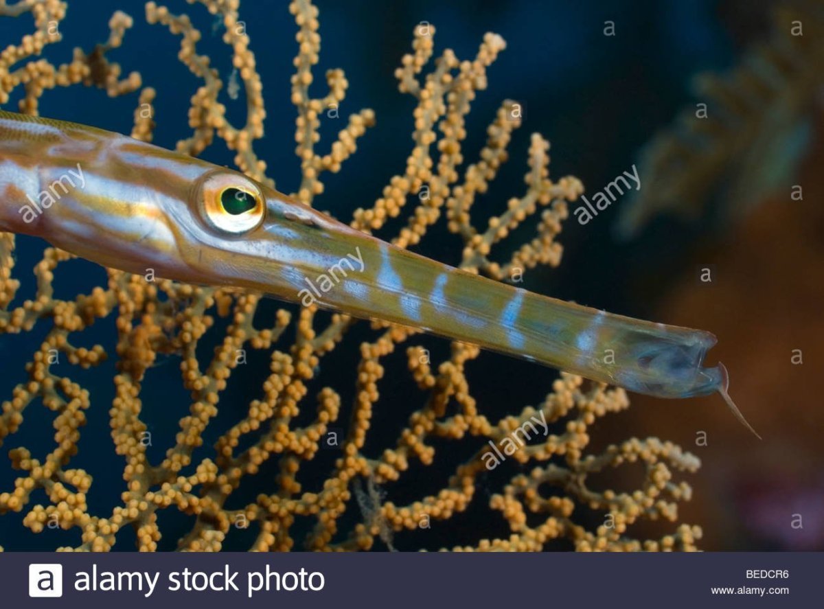 Большой Барьерный риф подводный мир