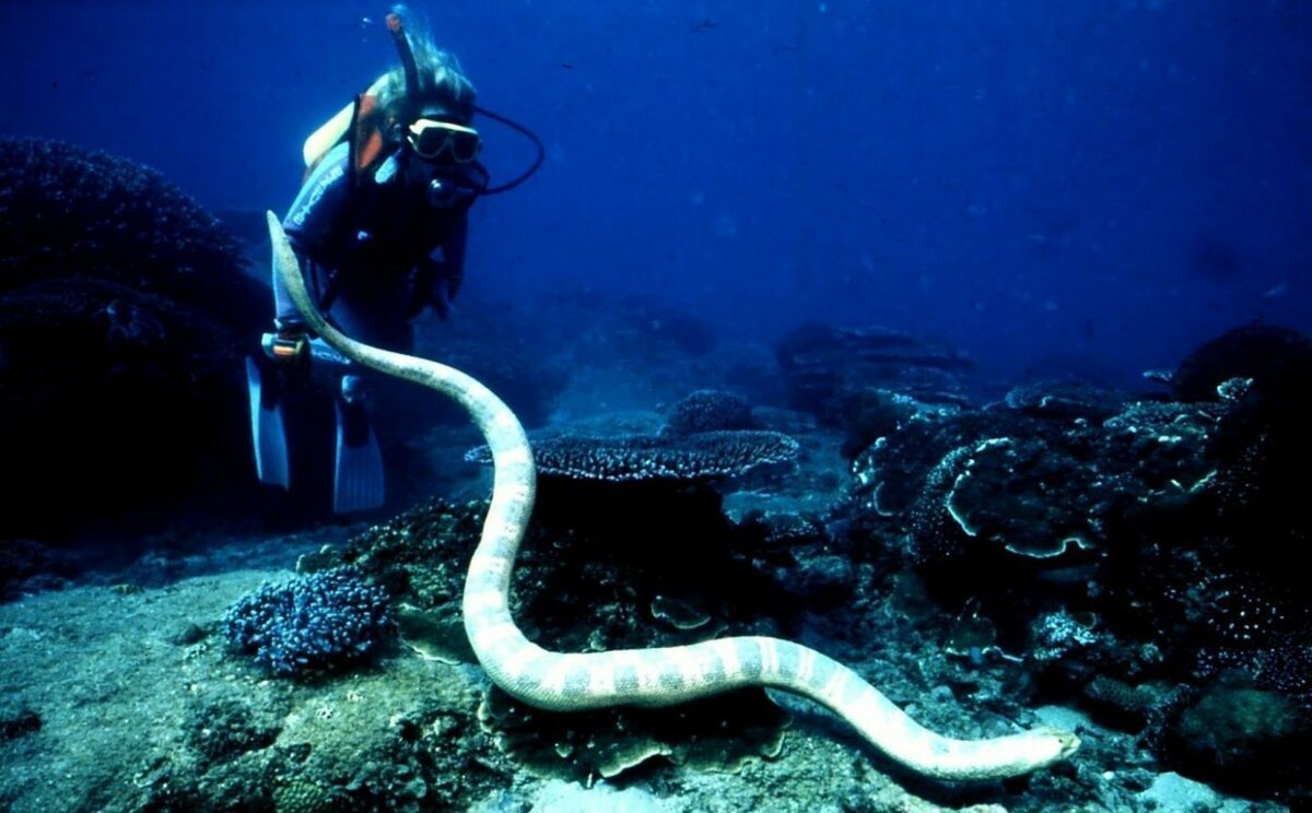 Коротконосая морская змея