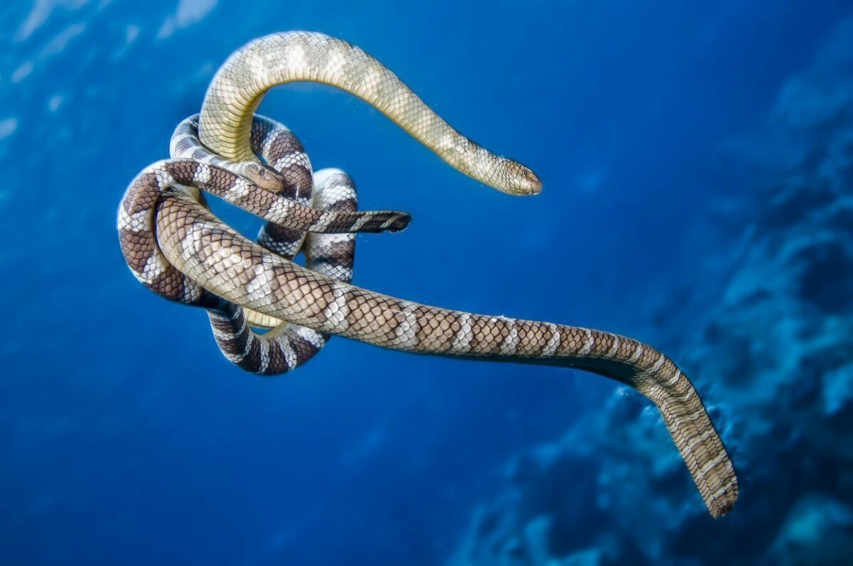 Banded Snake eel