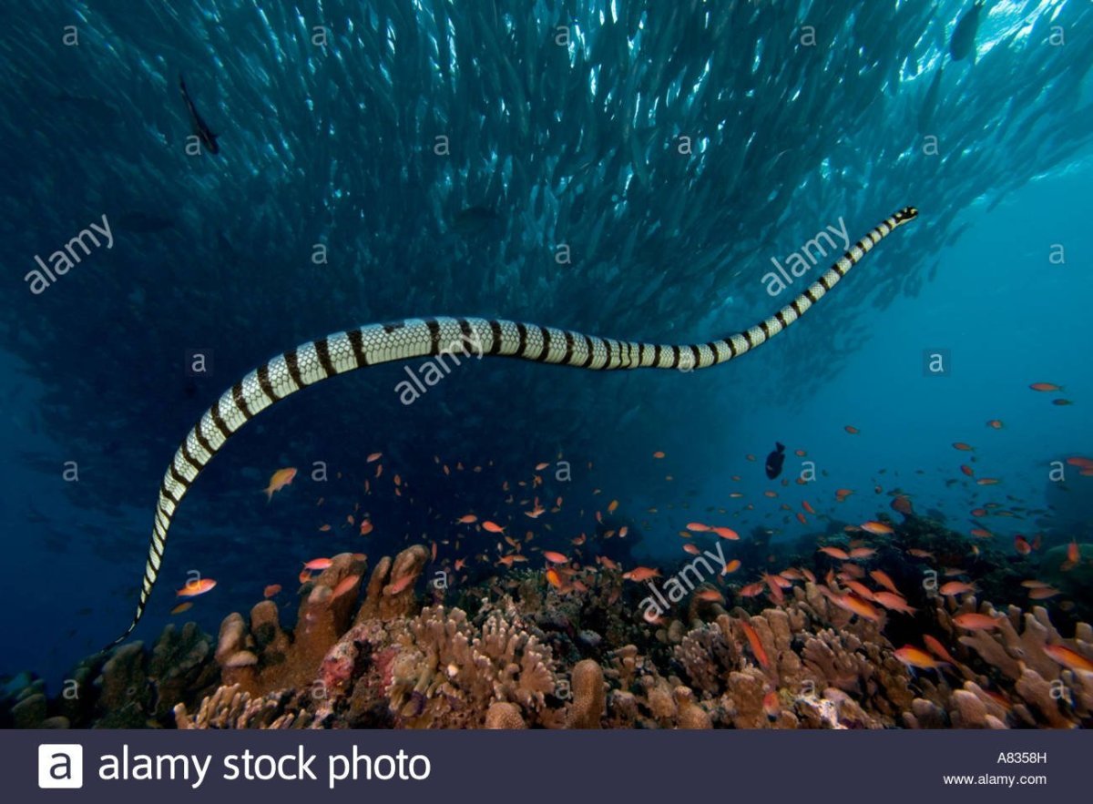 Змея водолаз