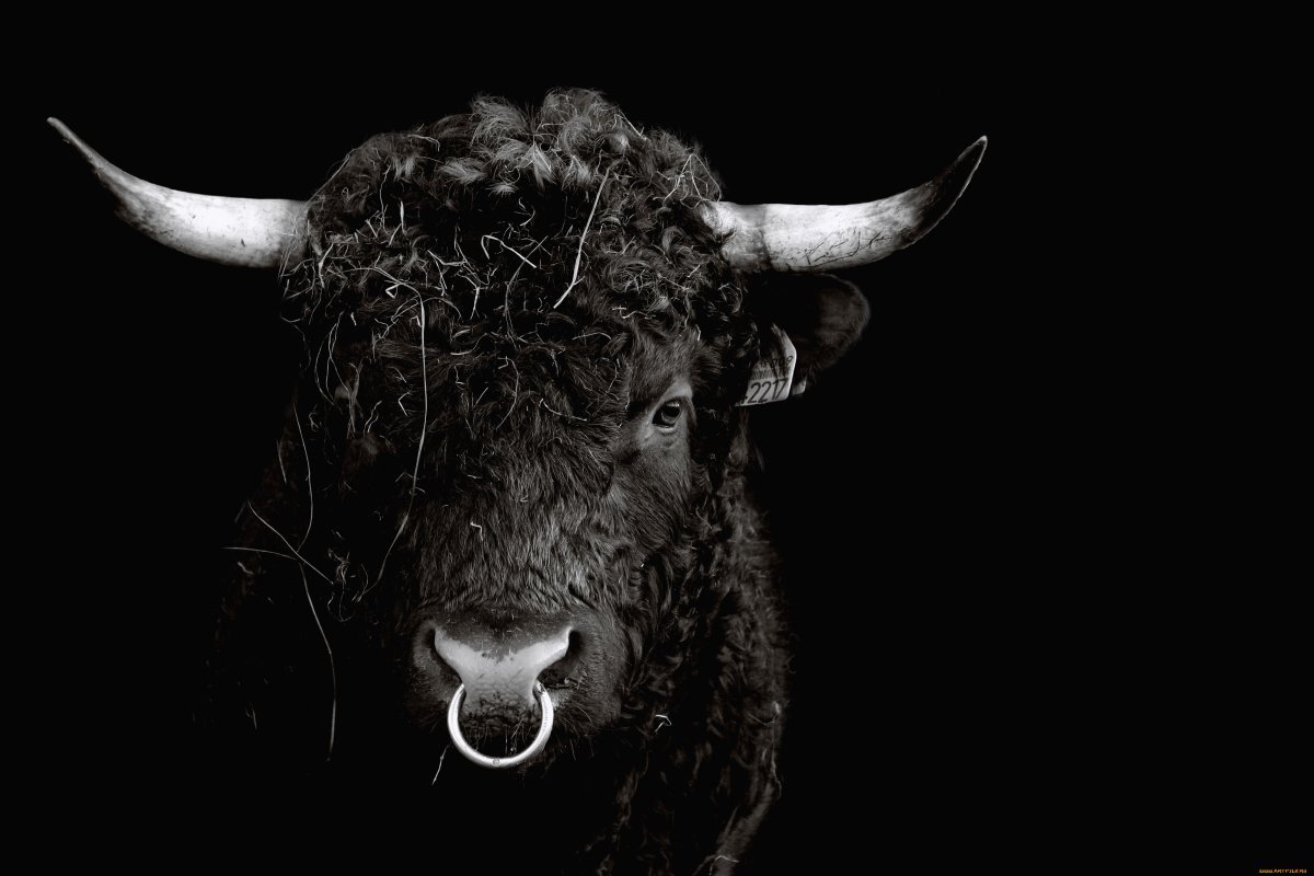 Бык фото