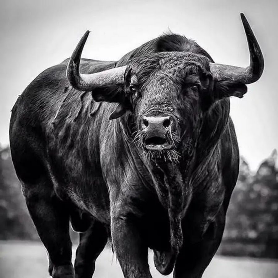 Танзанский бык