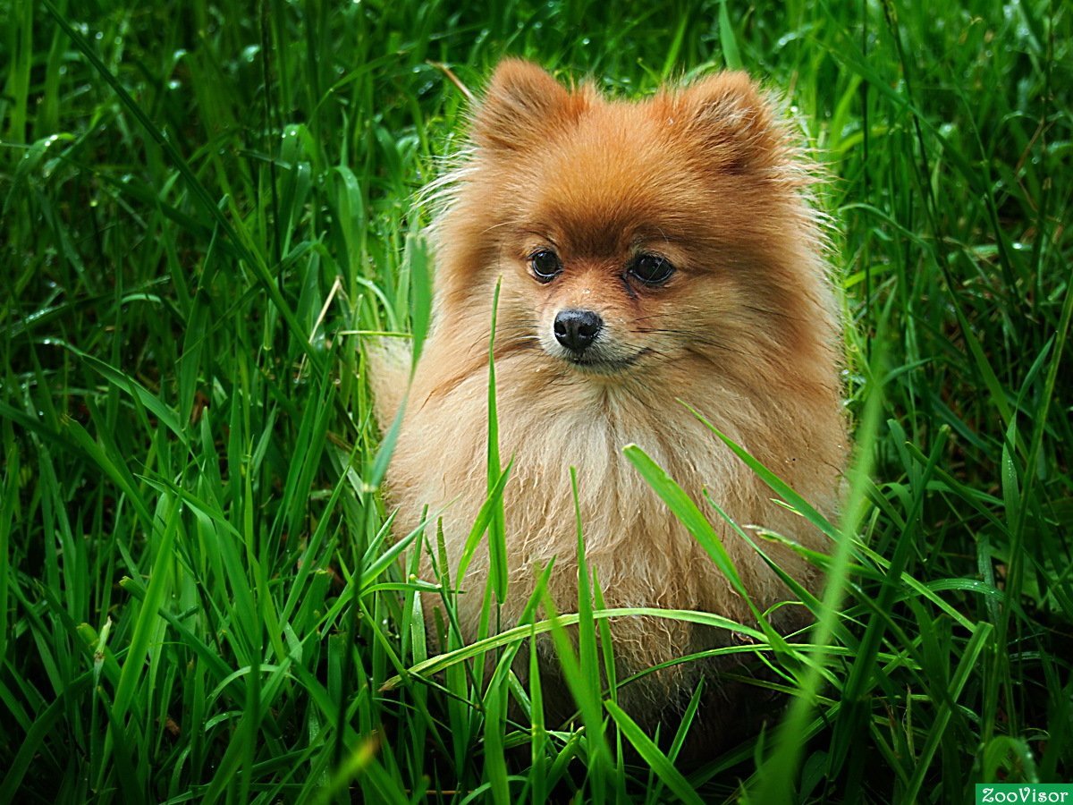 Померанский шпиц породы собак