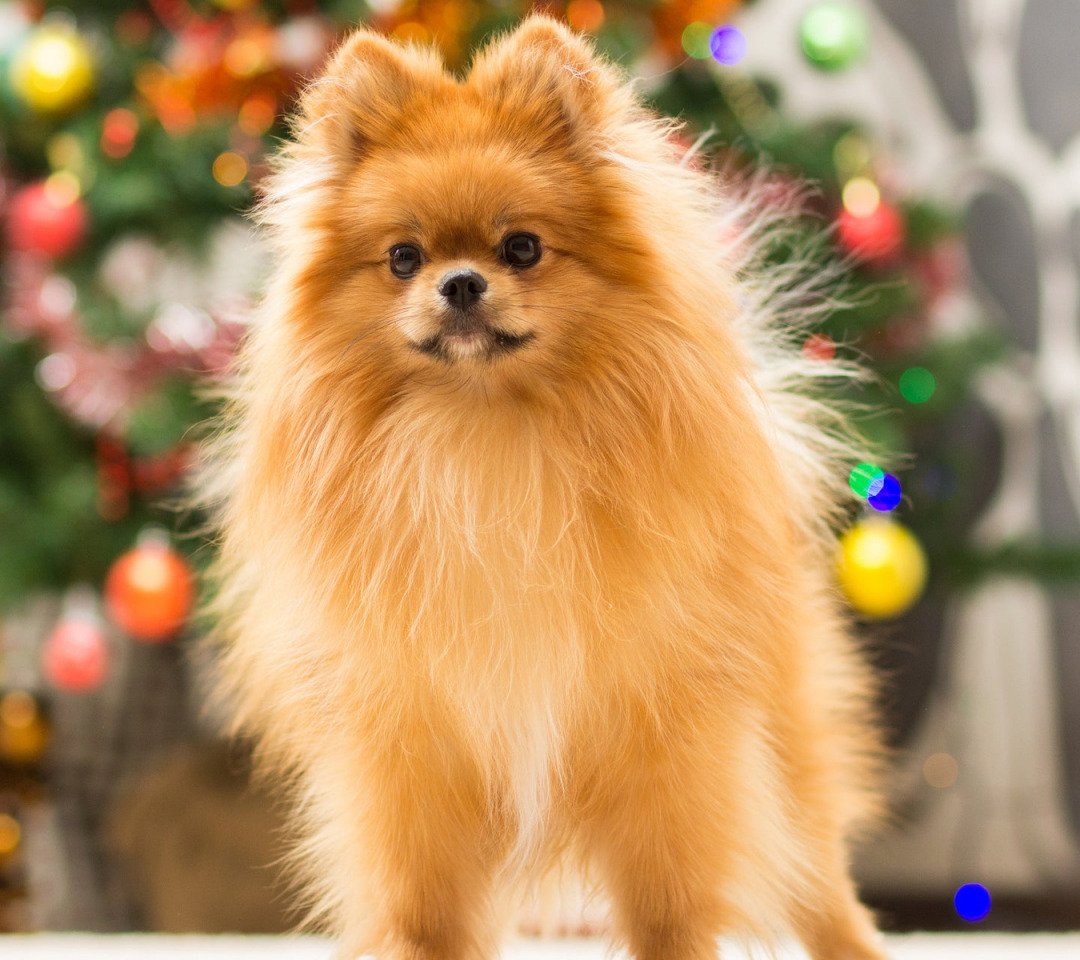 Шпиц длинношерстный