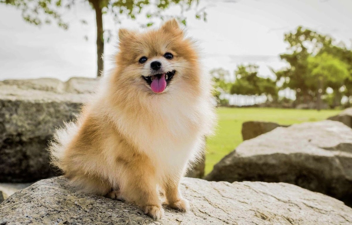 Шпиц терьер короткошерстный