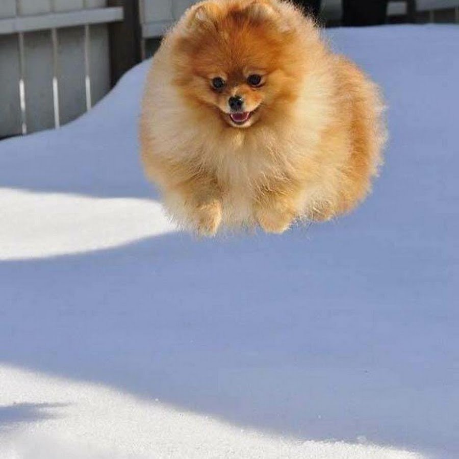 Шпиц портрет фото