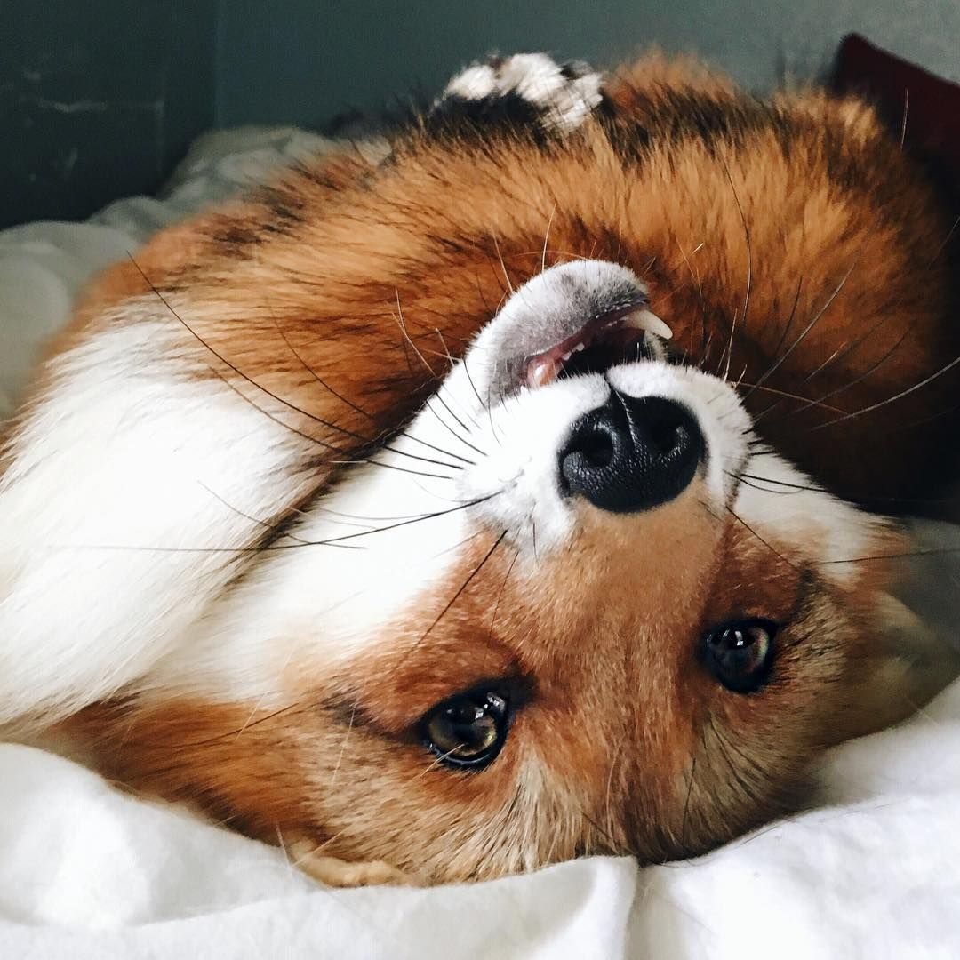 Маленькая рыжая собака порода