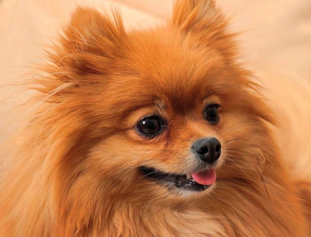 Померанец щенок рыжий