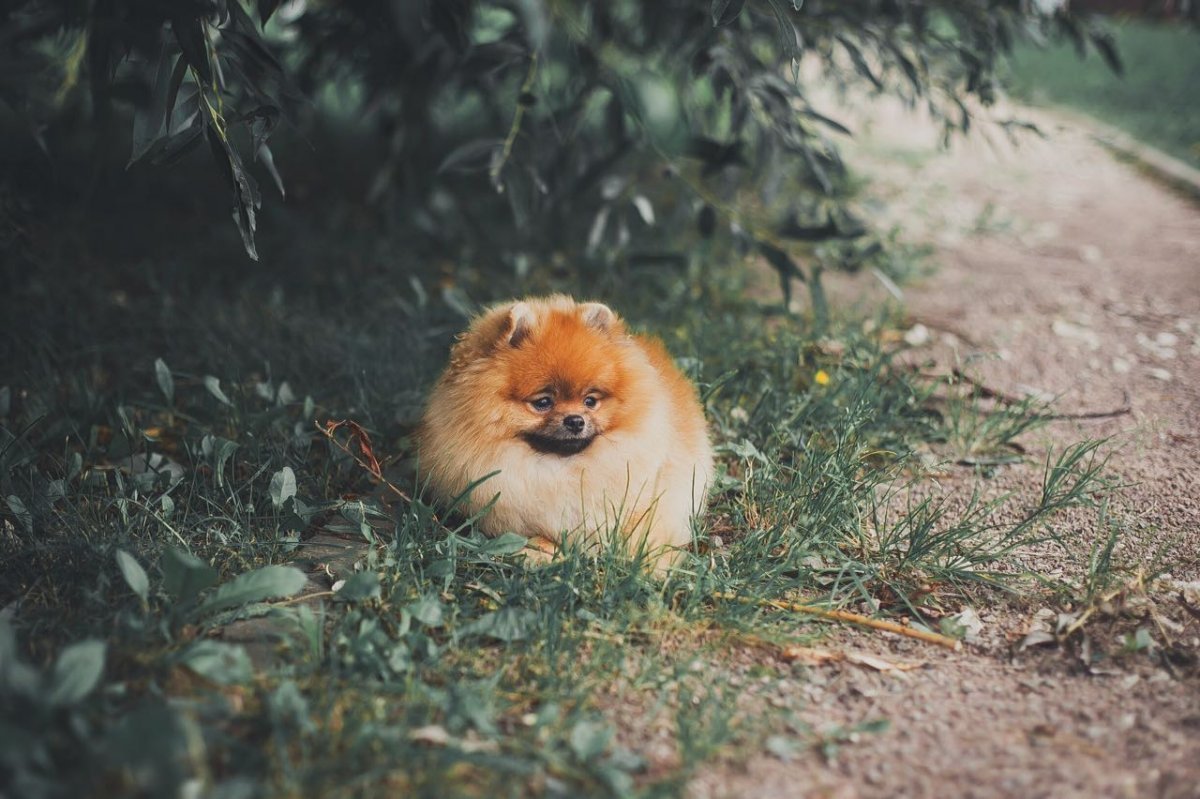 Ирландский шпиц