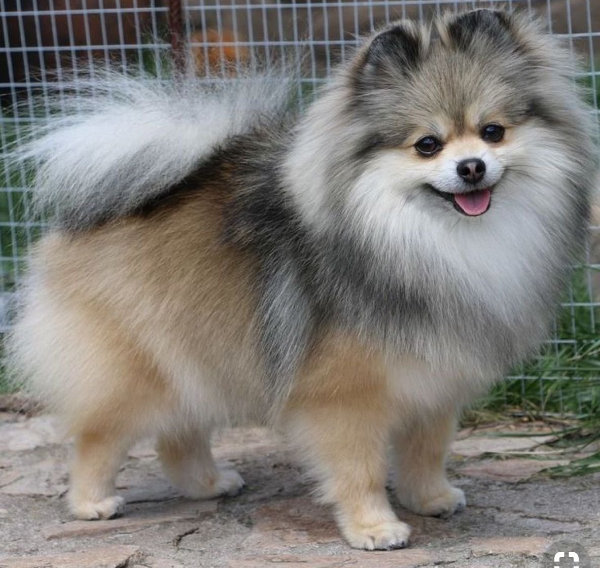 Джунипер Фокс