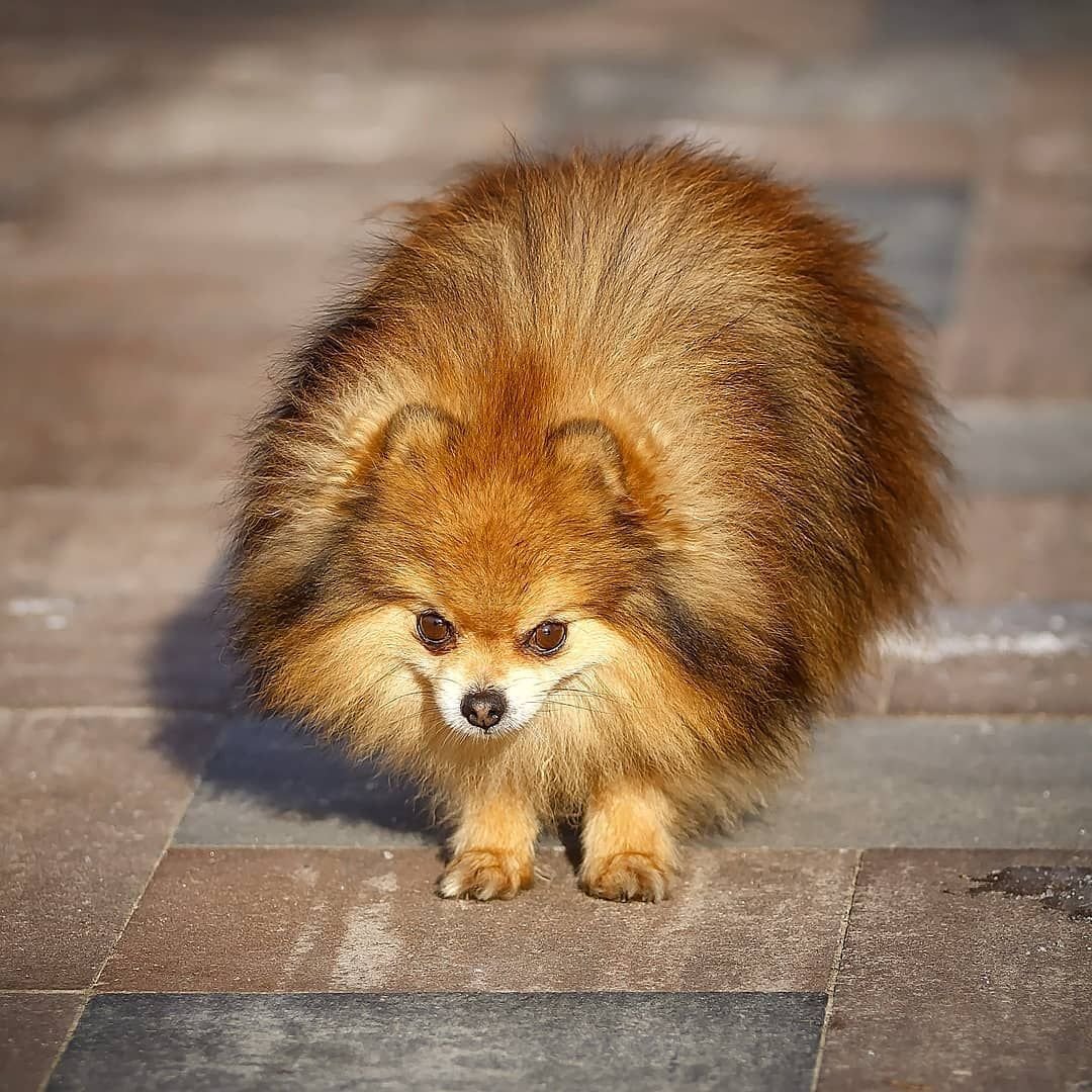 Ирландский шпиц