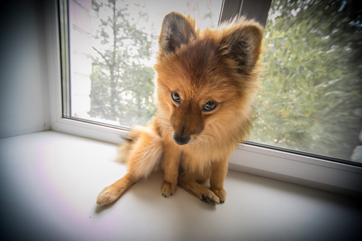 Лисица пушистая