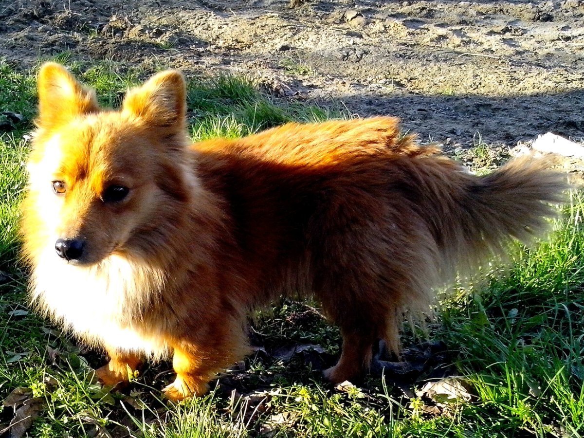 Померанский шпиц Беби долл