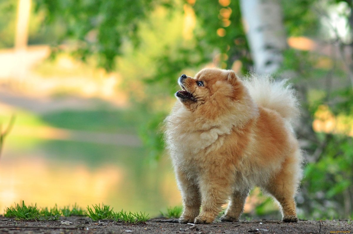 Шпиц померанский не стрижаный