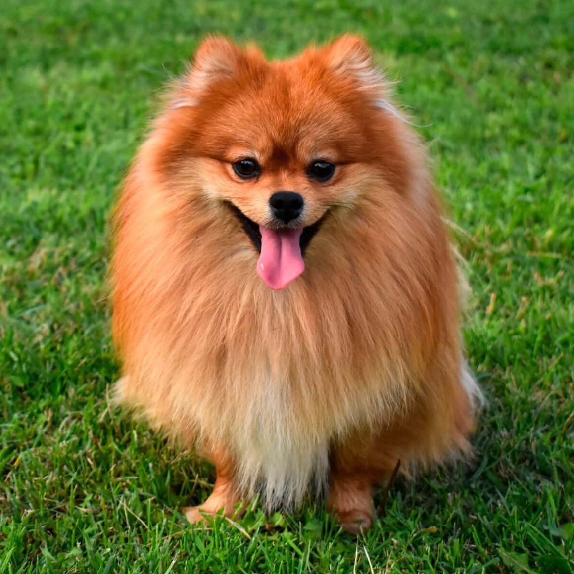 Померанский Лисий шпиц